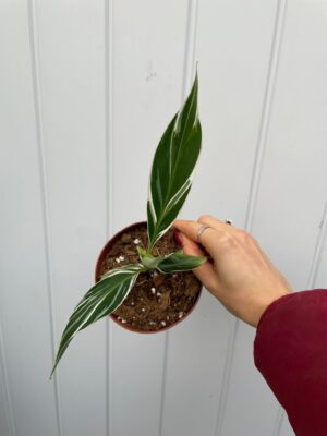 Bananowiec variegata Musa  Florida