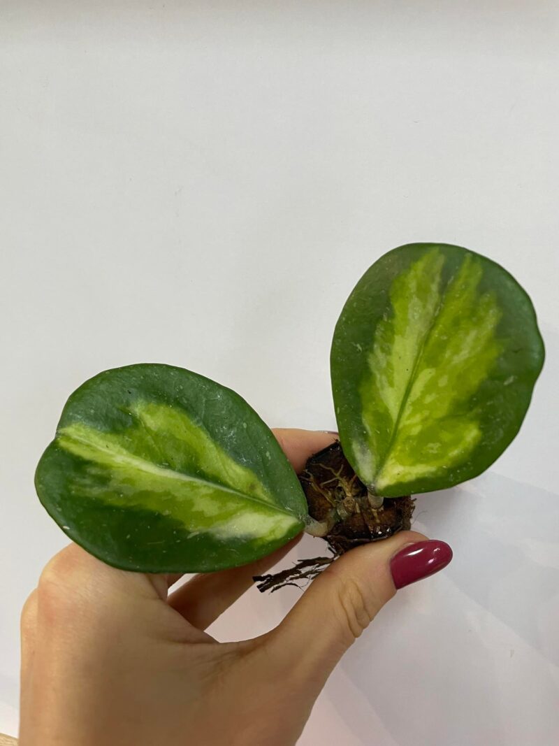 Hoya Obovata Variegata