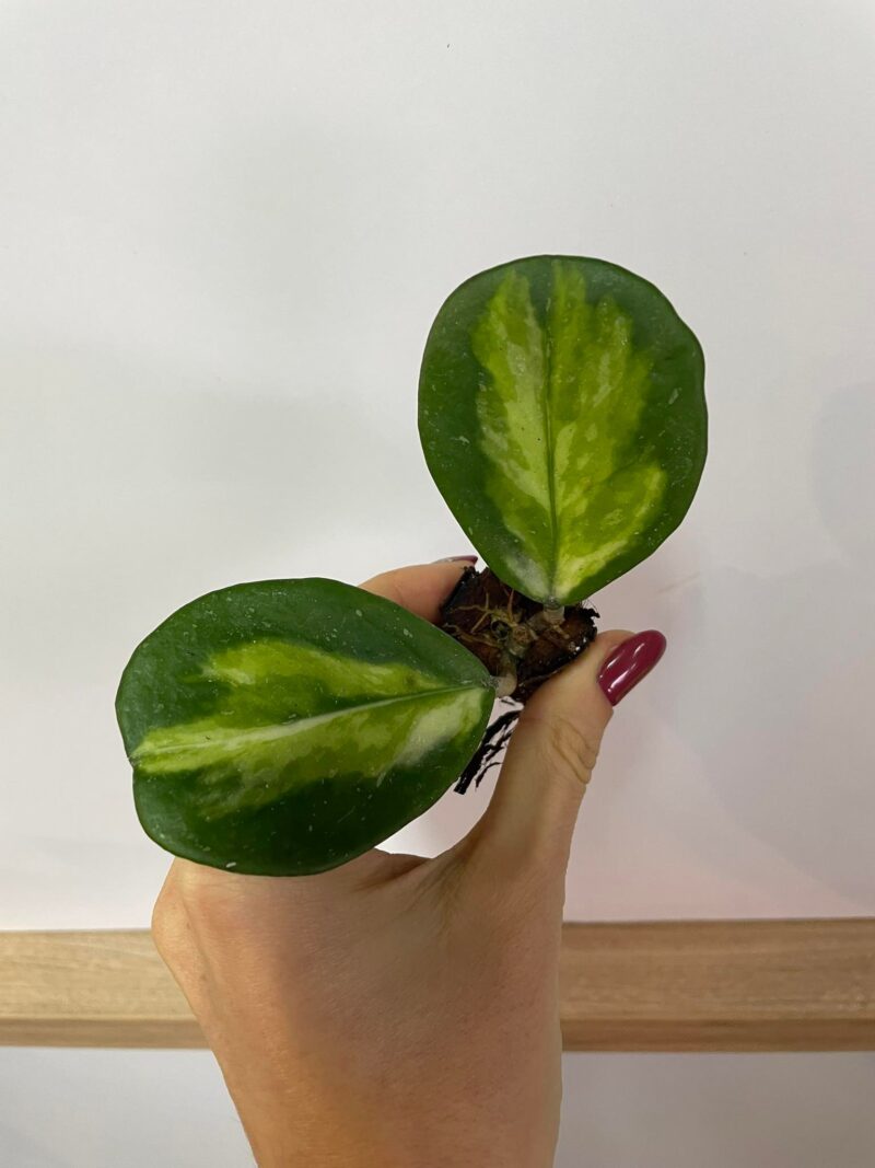 Hoya Obovata Variegata