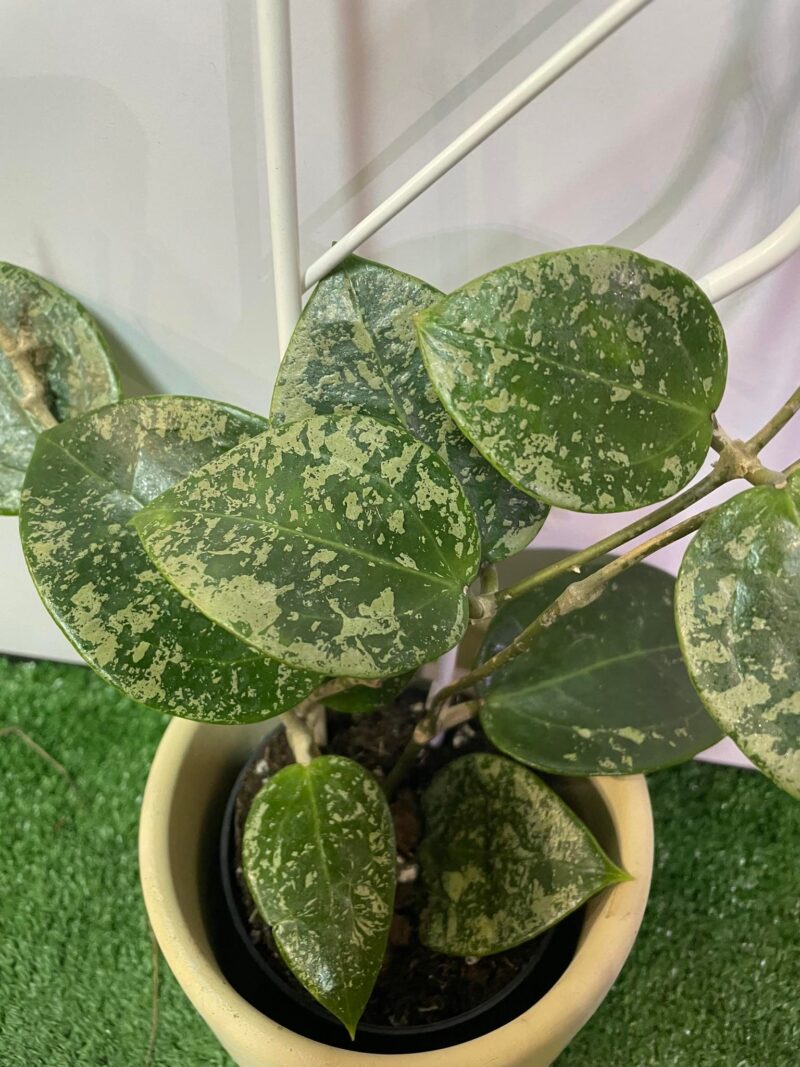 HOYA ACUTA heart leaves SPLASH