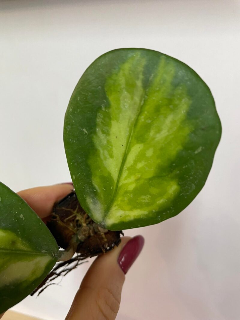 Hoya Obovata Variegata