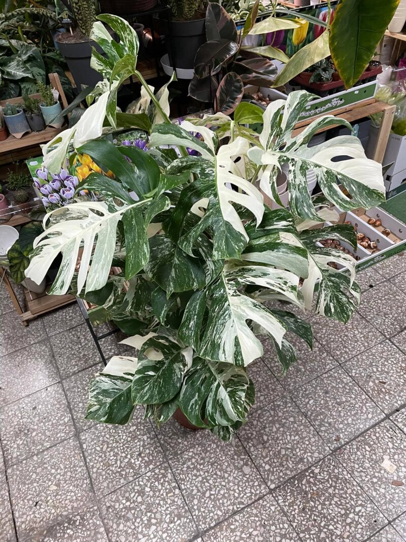 Monstera Variegata XL