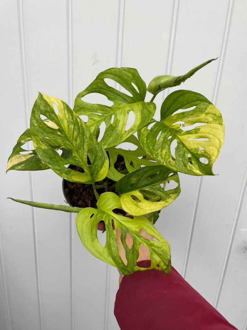Monstera Adansonii Variegata Aurea