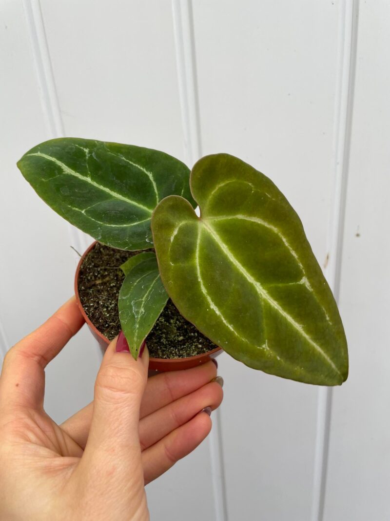 Anthurium Crystalinum x Ace of Spades (wide vein)