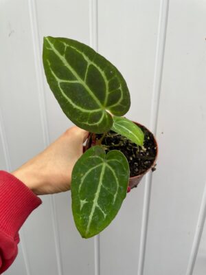 Anthurium Crystalinum x Forgettii II KAT