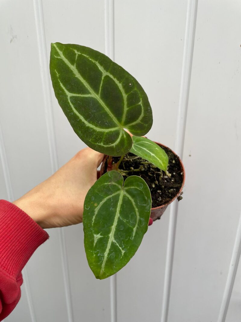 Anthurium Crystalinum x Forgettii II KAT