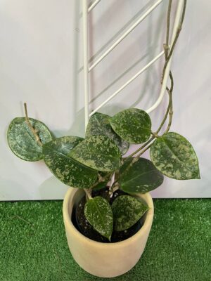 HOYA ACUTA heart leaves SPLASH