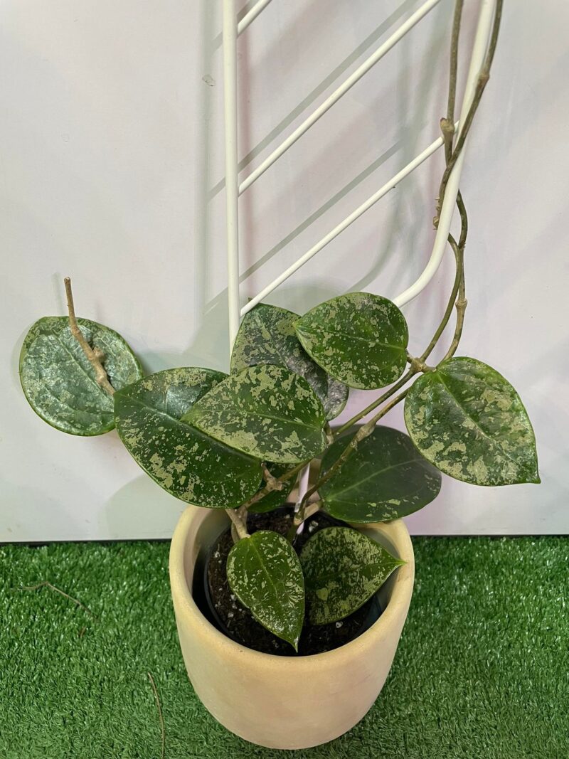 HOYA ACUTA heart leaves SPLASH