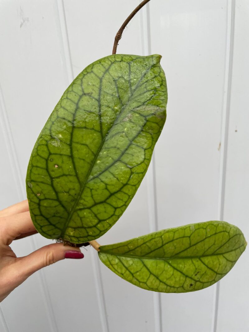 Hoya vitellinoides (hoja)