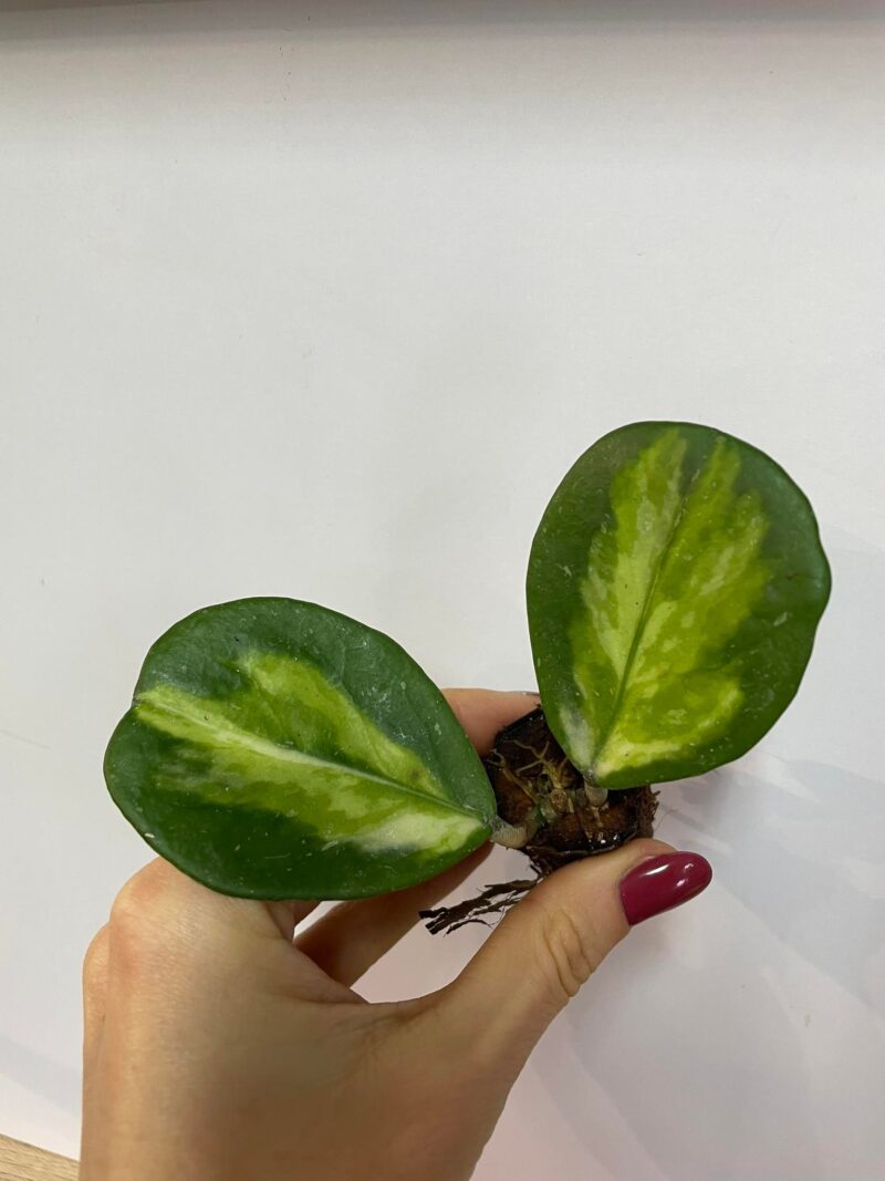 Hoya Obovata Variegata