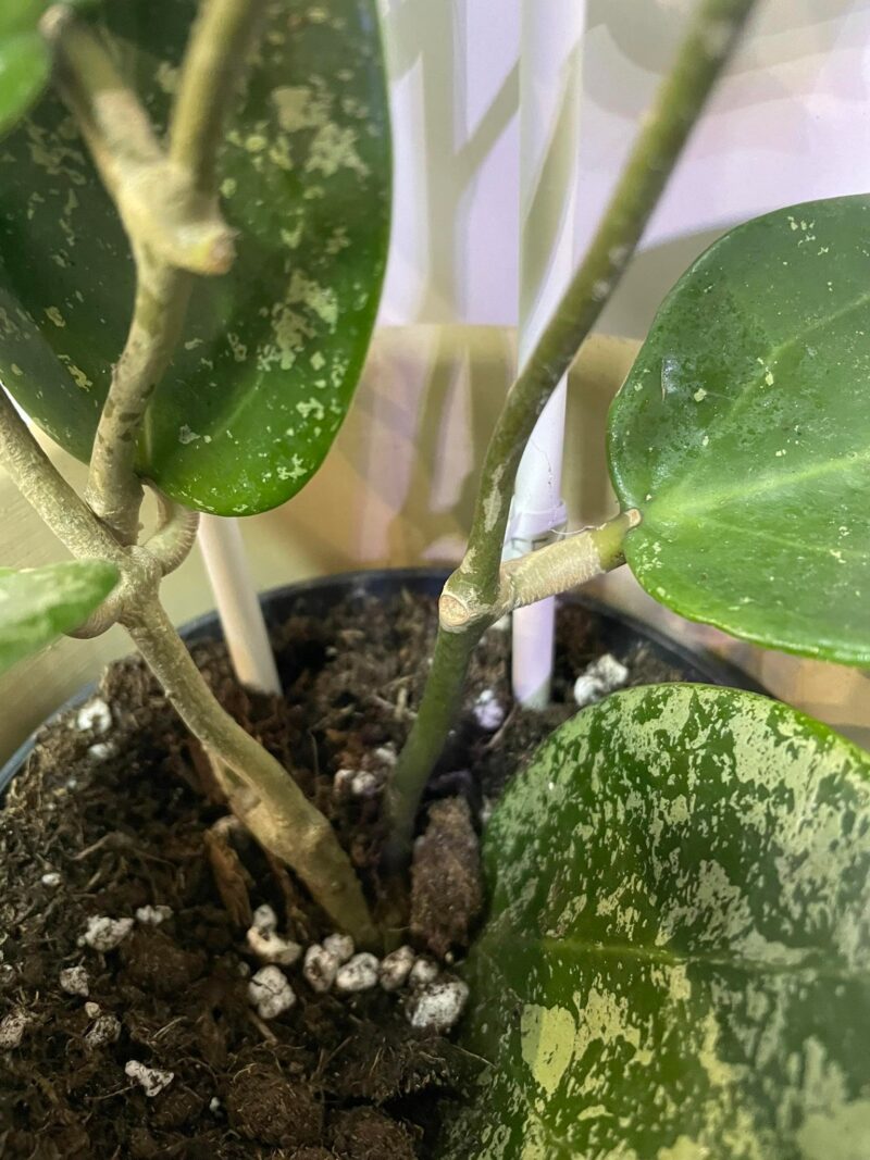 HOYA ACUTA heart leaves SPLASH