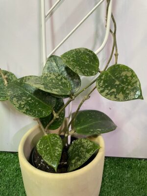 HOYA ACUTA heart leaves SPLASH