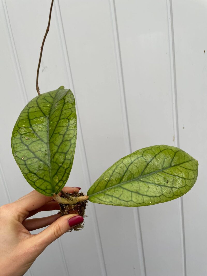 Hoya vitellinoides (hoja)