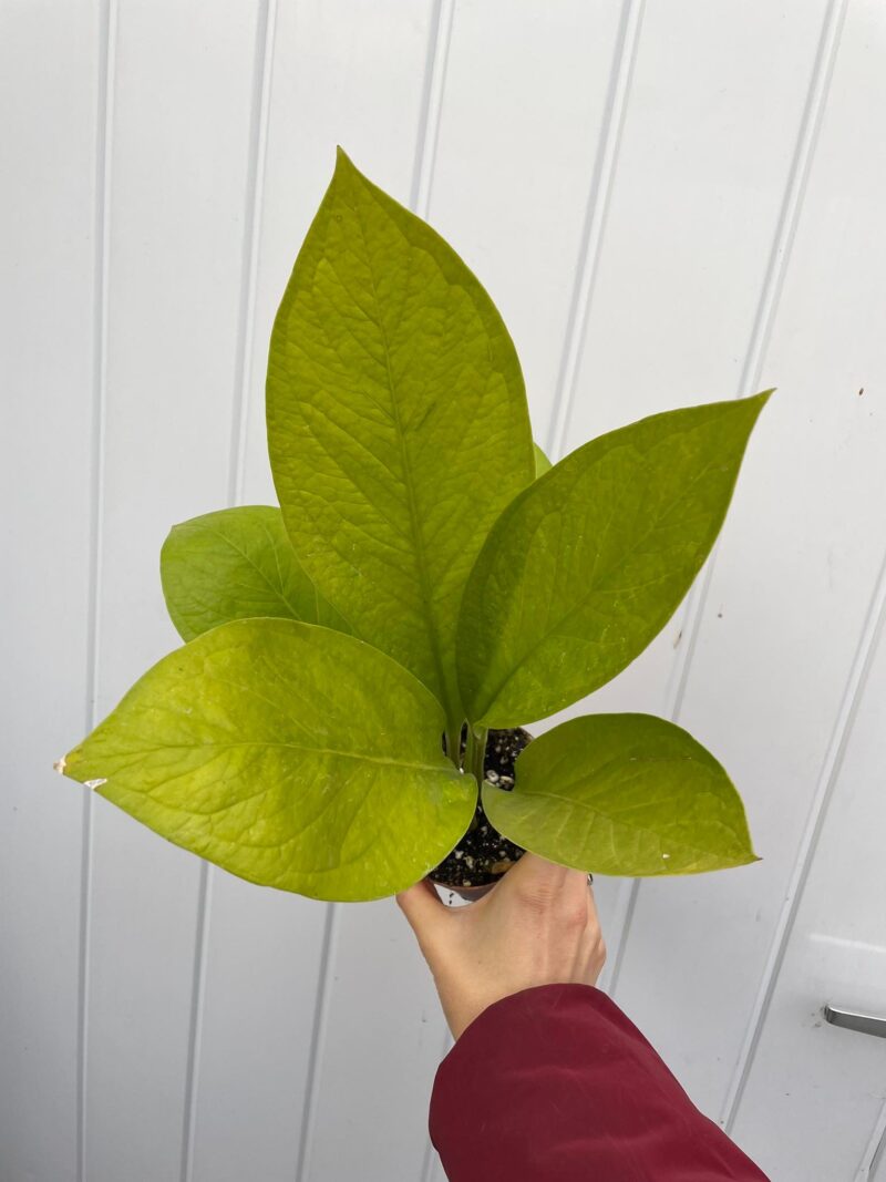 Anthurium Jenmanii Gold
