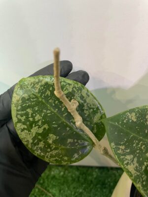 HOYA ACUTA heart leaves SPLASH