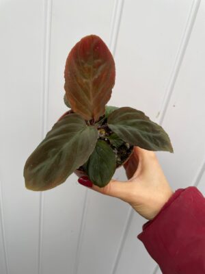 Homalomena Humilis Red Velvet