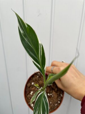 Bananowiec variegata Musa  Florida