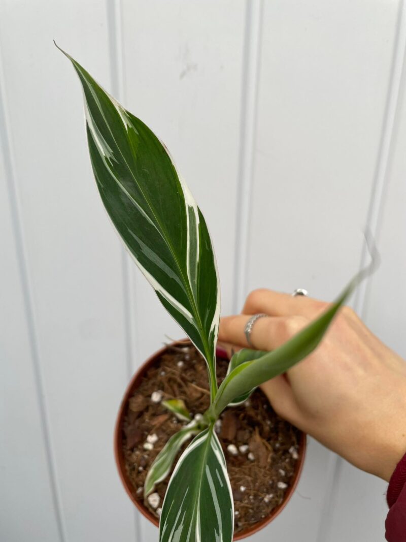 Bananowiec variegata Musa  Florida