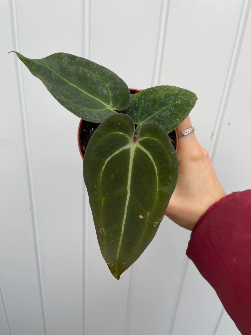 Anthurium Crystalinum x Ace of Spades ( narrow vein )