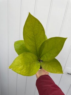 Anthurium Jenmanii Gold