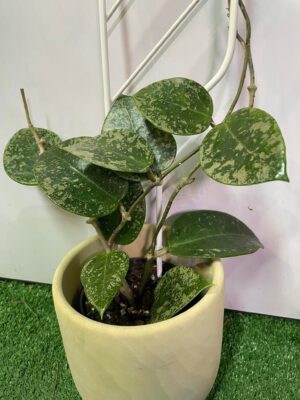 HOYA ACUTA heart leaves SPLASH