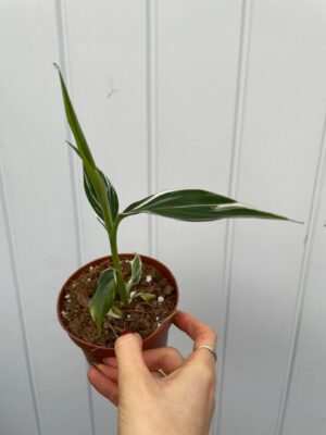 Bananowiec variegata Musa  Florida