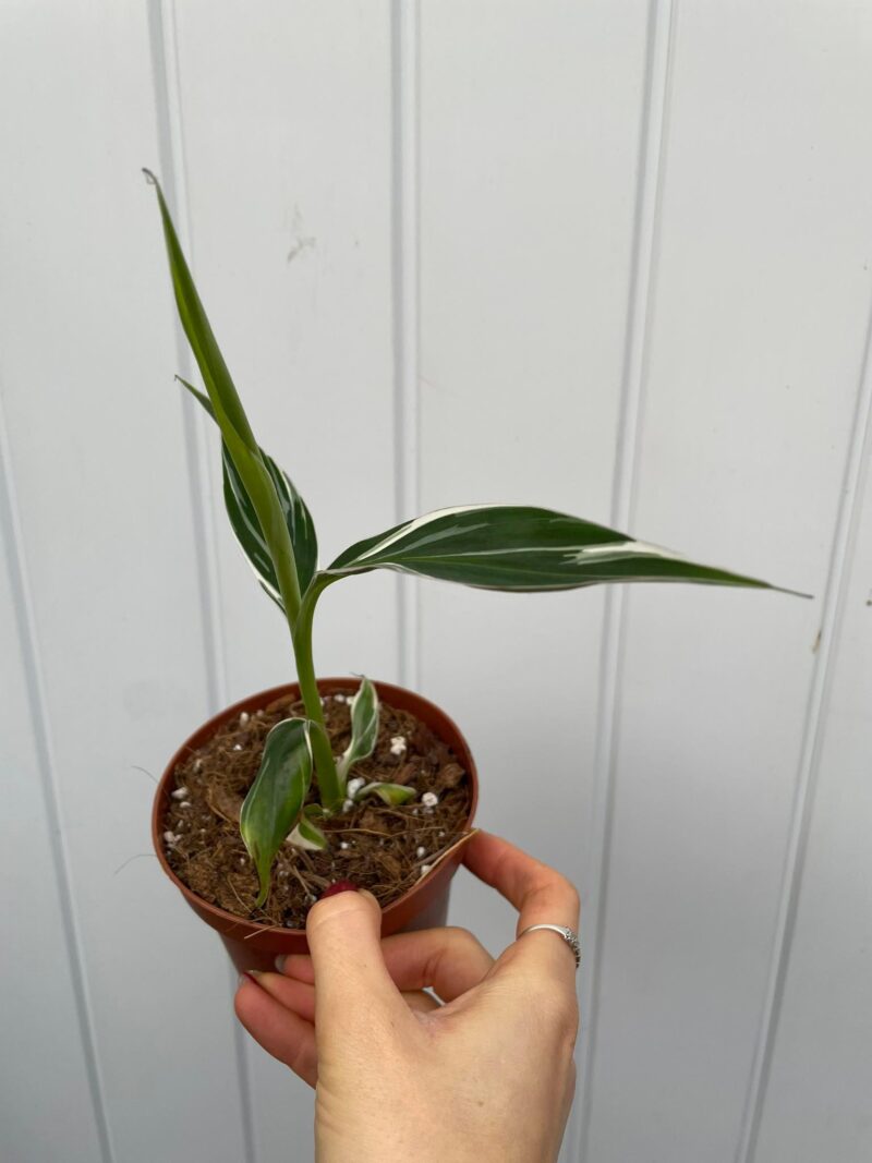 Bananowiec variegata Musa  Florida