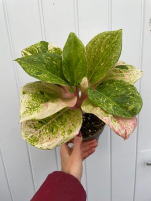 Aglaonema Emerald Pink