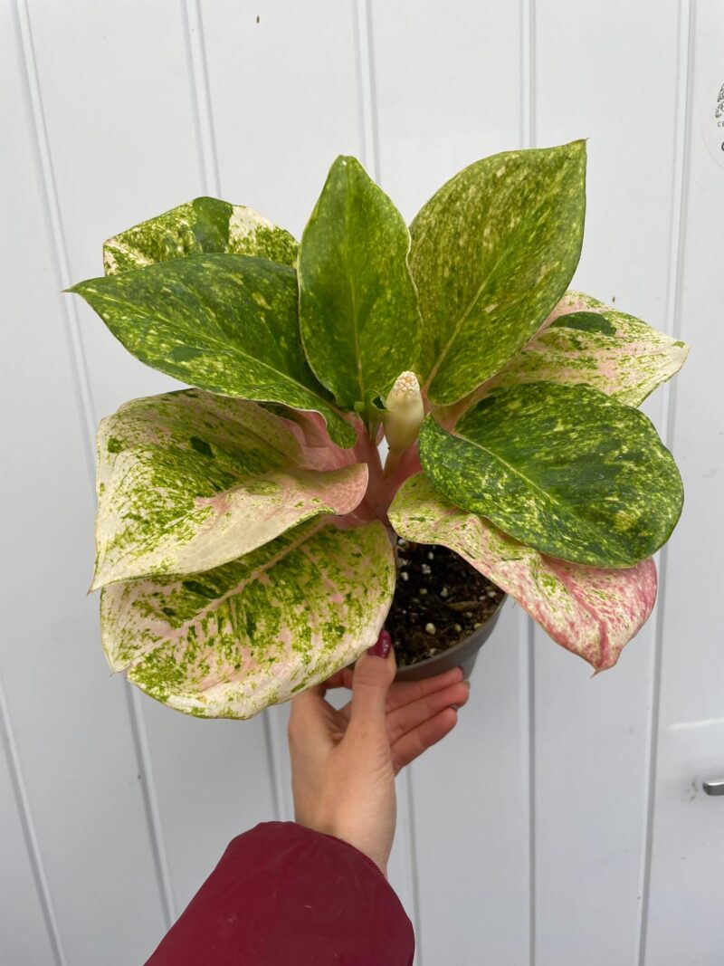 Aglaonema Emerald Pink