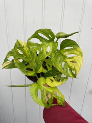 Monstera Adansonii Variegata Aurea