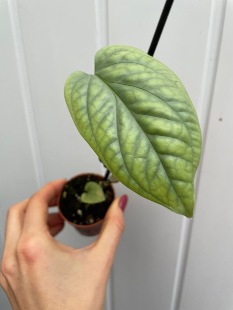 amydrium medium silver