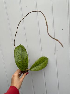 Hoya vitellinoides (hoja)