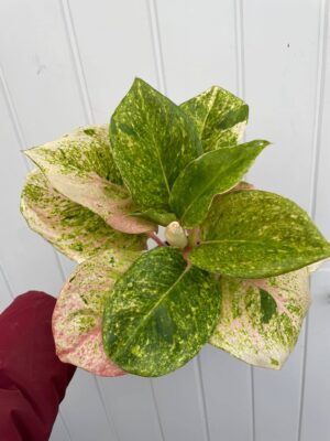 Aglaonema Emerald Pink