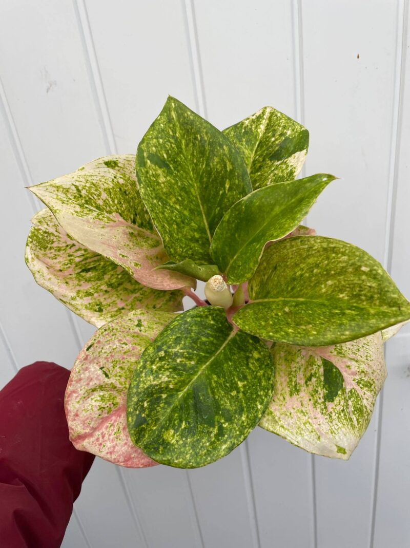 Aglaonema Emerald Pink