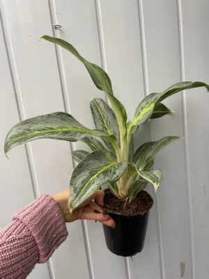Aglaonema Emerald Stone