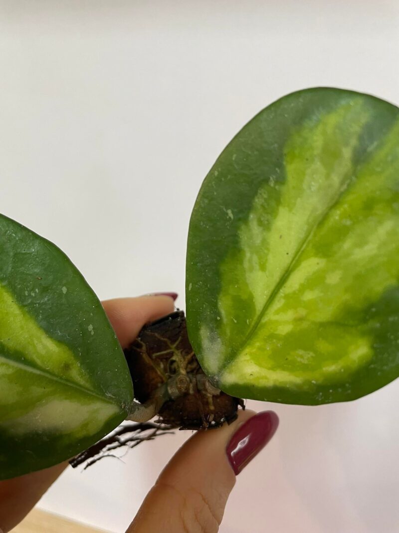 Hoya Obovata Variegata