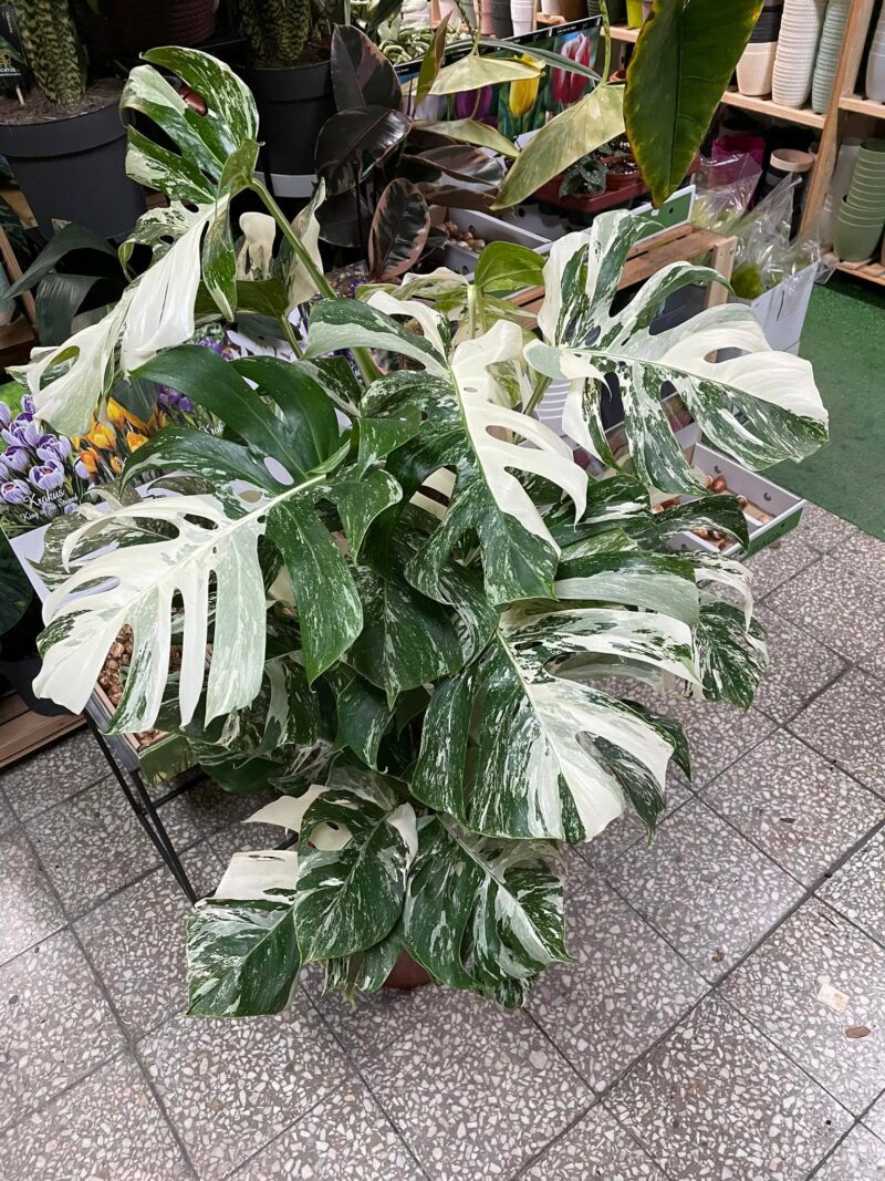 Monstera Variegata XL