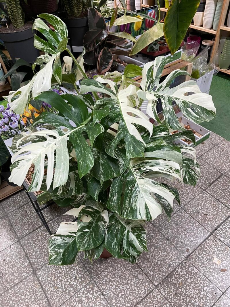Monstera Variegata XL