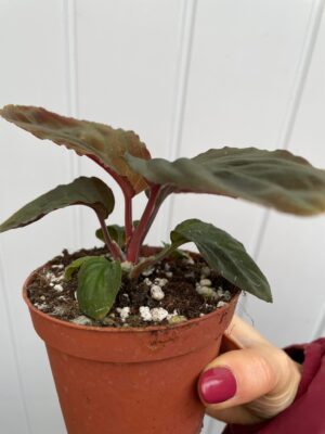 Homalomena Humilis Red Velvet