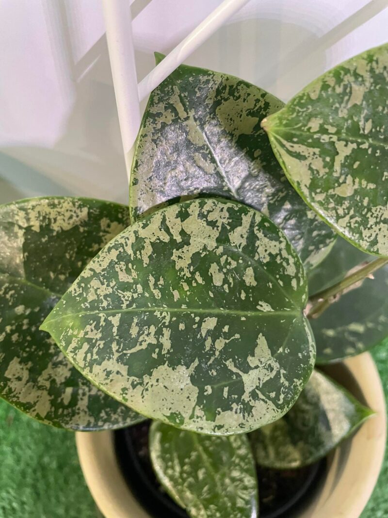 HOYA ACUTA heart leaves SPLASH