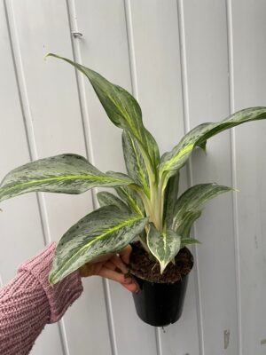 Aglaonema Emerald Stone