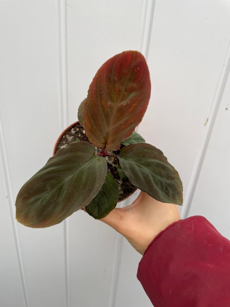 Homalomena Humilis Red Velvet
