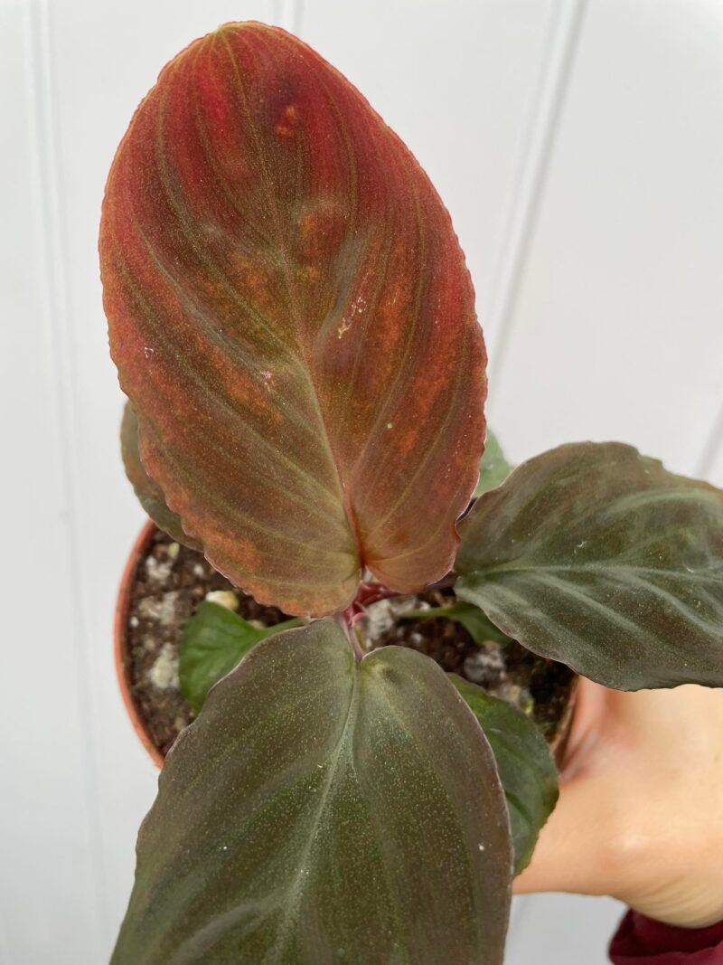 Homalomena Humilis Red Velvet