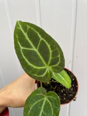 Anthurium Crystalinum x Forgettii II KAT