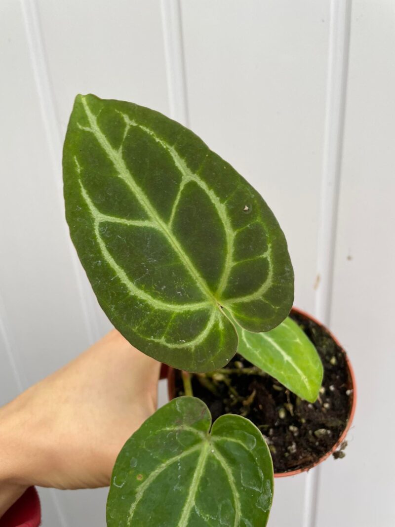 Anthurium Crystalinum x Forgettii II KAT