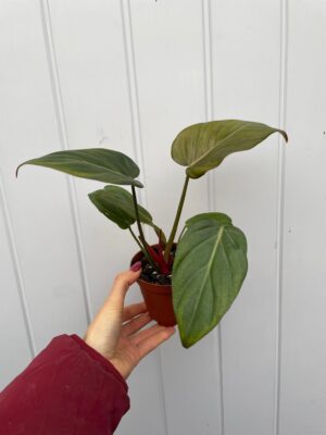 Philodendron Summer Glory