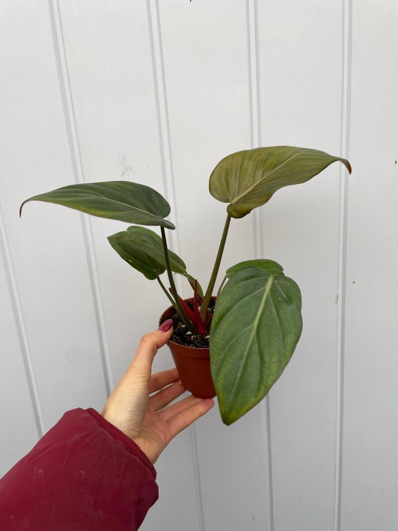 Philodendron Summer Glory