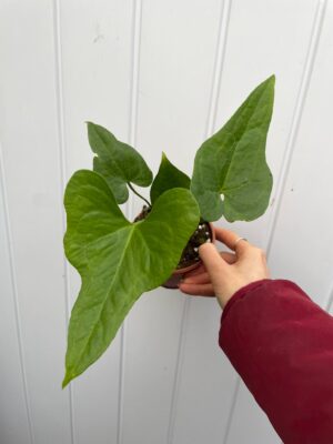 Anthurium pedatoradiatum