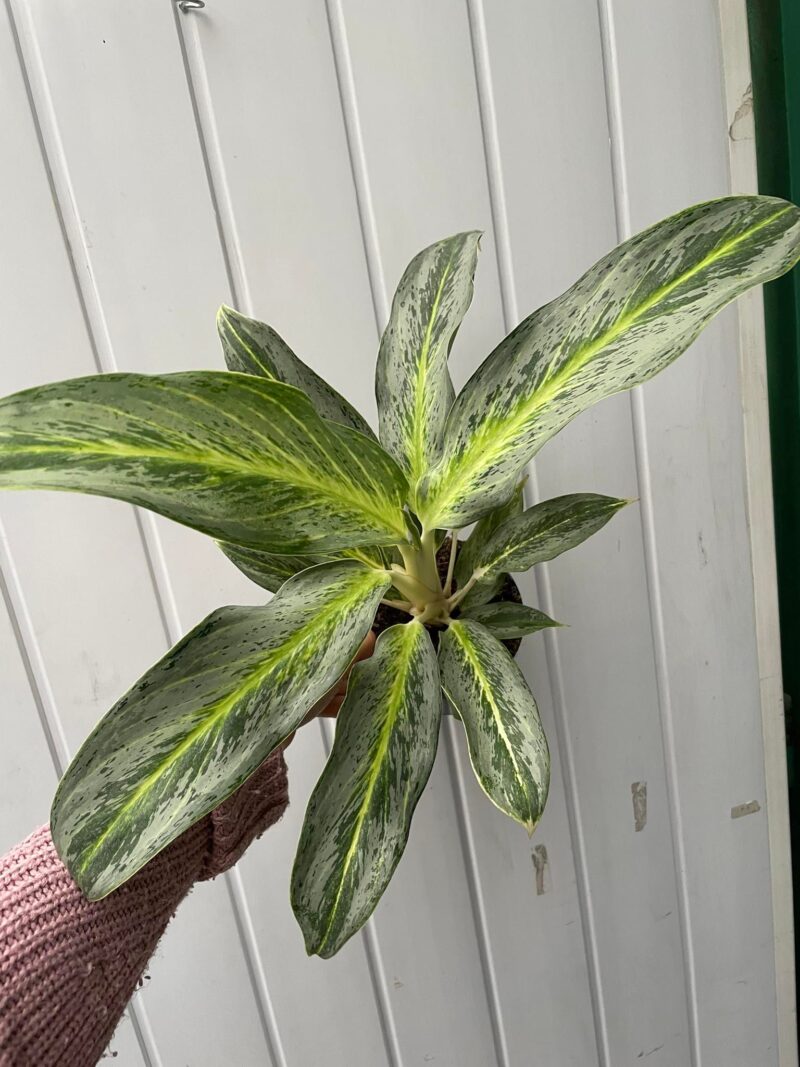 Aglaonema Emerald Stone