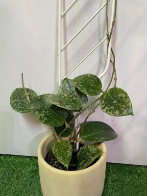 HOYA ACUTA heart leaves SPLASH